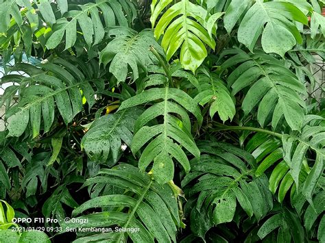 pinayum|Epipremnum Pinnatum Plant Care .
